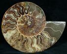 Beautiful Split Ammonite (Half) #6882-1